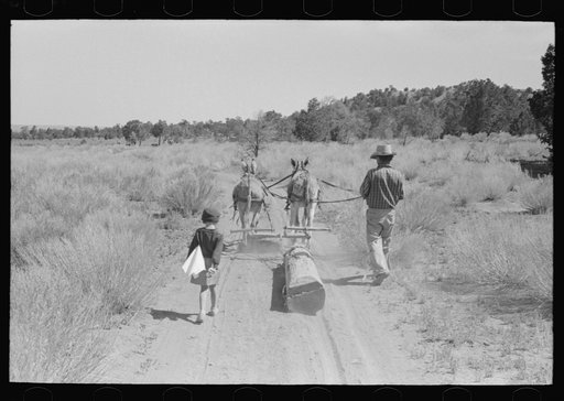 Dragging log from old dugout to be used in building new dugout, Pie Town, New Mexico