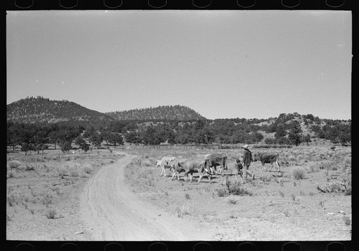 Mrs. Caudill and daughter driving in the cows, Pie Town, New Mexico