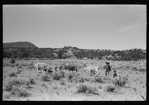 Untitled photo, possibly related to: Mrs. Caudill and daughter driving in the cows, Pie Town, New Mexico