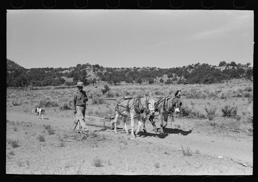 Neighbor who is helping build dugout dragging up log, Pie Town, New Mexico