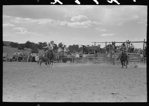 Calf roping, rodeo at Quemado, New Mexico