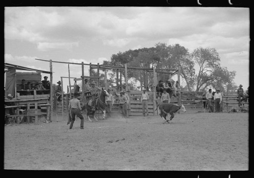 Cowboy leaving barrier in calf-roping contest, rodeo, New Mexico