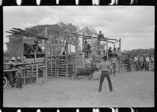 Calf leaving corral in calf-roping contest, rodeo, Quemado, New Mexico
