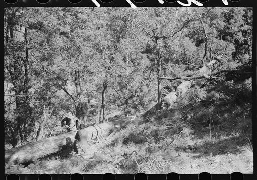 Untitled photo, possibly related to: Sawing felled tree into logs to be cut into ties, Pie Town, New Mexico