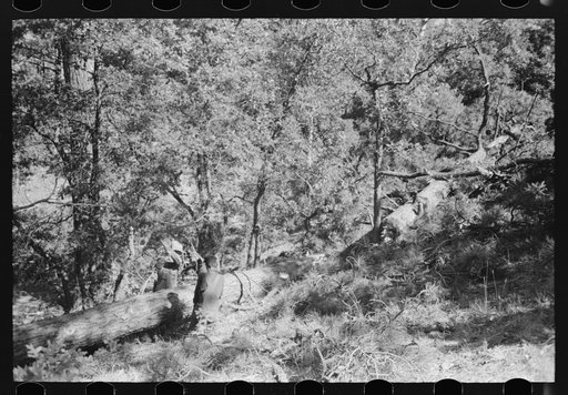 Untitled photo, possibly related to: Sawing felled tree into logs to be cut into ties, Pie Town, New Mexico