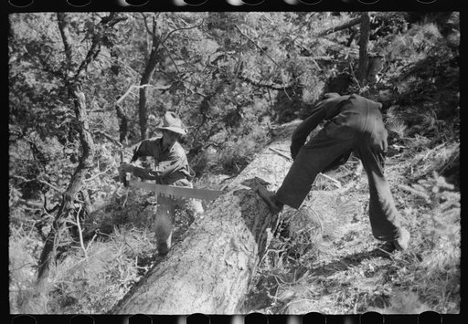 Untitled photo, possibly related to: Sawing felled tree into logs to be cut into ties, Pie Town, New Mexico
