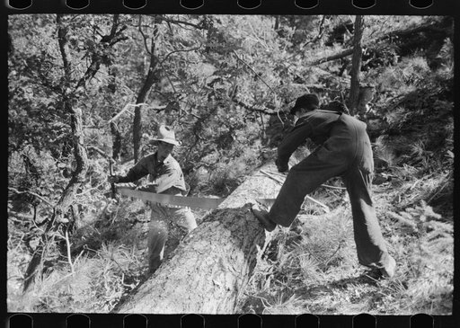 Sawing felled tree into logs to be cut into ties, Pie Town, New Mexico