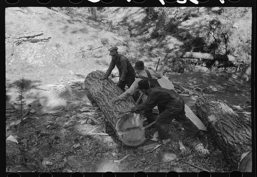 Felled tree which has been cut into logs for making ties. Pie Town, New Mexico