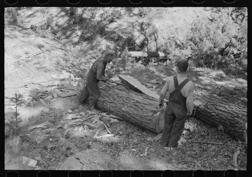Rolling over log at tie-cutting camp, Pie Town, New Mexico