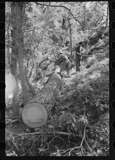 Untitled photo, possibly related to: Felled tree which has been cut into logs for making ties. Pie Town, New Mexico