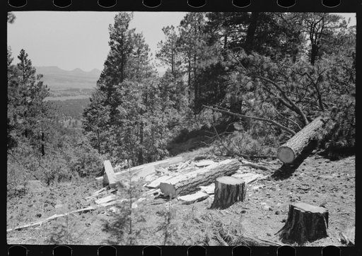 Untitled photo, possibly related to: Logs which are being hewn into ties. The ties are hewn with broadaxes where the tree has been felled and dragged down the mountain, Pie Town, New Mexico