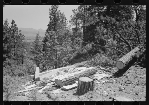 Logs which are being hewn into ties. The ties are hewn with broadaxes where the tree has been felled and dragged down the mountain, Pie Town, New Mexico
