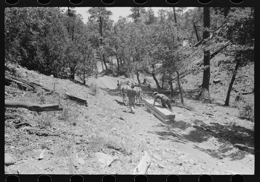 John Adams and his son dragging ties down the mountain using burros for the job. Pie Town, New Mexico