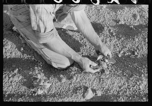 Untitled photo, possibly related to: Farmer examining bean plant, Pie Town, New Mexico