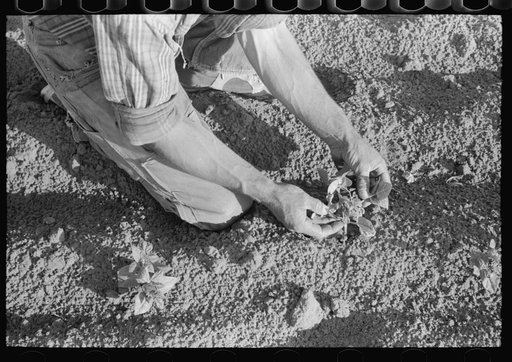 Farmer examining bean plant, Pie Town, New Mexico