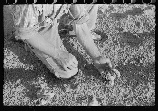 Untitled photo, possibly related to: Farmer examining bean plant, Pie Town, New Mexico
