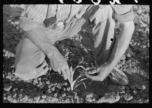 Farmer examining corn plant, Pie Town, New Mexico