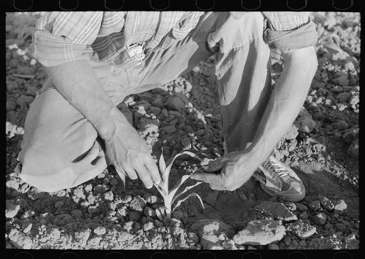 Untitled photo, possibly related to: Farmer examining corn plant, Pie Town, New Mexico