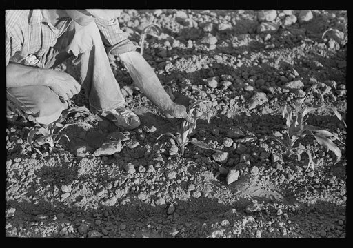 Farmer examining corn plant, Pie Town, New Mexico