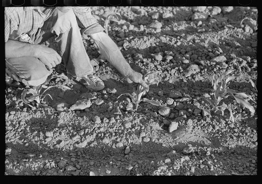 Untitled photo, possibly related to: Farmer examining corn plant, Pie Town, New Mexico