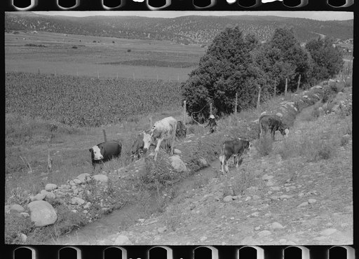Cows grazing along irrigation ditch, Penasco, New Mexico