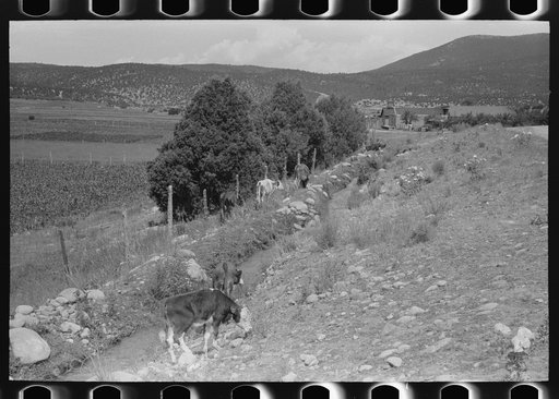 Cows grazing along irrigation ditch, Penasco, New Mexico