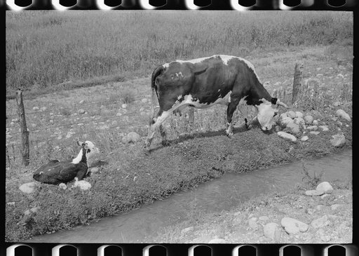 Cows grazing along irrigation ditch, Penasco, New Mexico