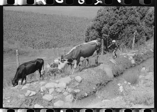 Child tending cows grazing along irrigation ditch, Penasco, New Mexico