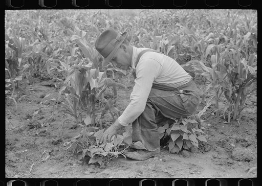 Corn and beans are grown by the Spanish-Americans at Chamisal, New Mexico