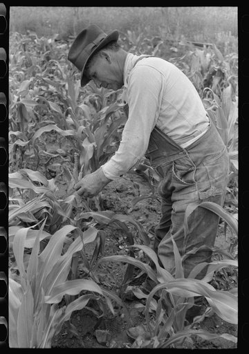 Corn is one of the main crops of the Spanish-Americans at Chamisal, New Mexico