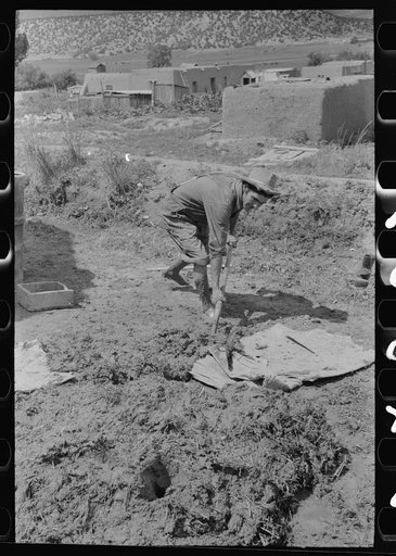 Spanish-American mixing straw and mud to make plaster used in replastering adobe house, Chamisal, New Mexico