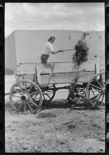 Spanish-American woman pitching straw out of wagon. Straw will be used to make plaster. Chamisal, New Mexico