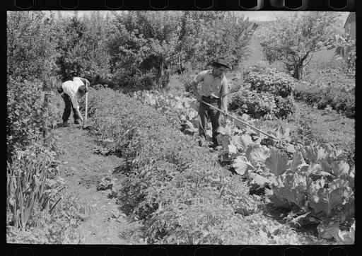 Untitled photo, possibly related to: Spanish-American farmer working in his garden, Chamisal, New Mexico