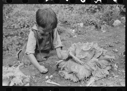 Spanish-American boy weeding the garden, Chamisal, New Mexico