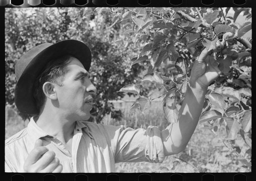 Untitled photo, possibly related to: Spanish-American farmer working in his garden, Chamisal, New Mexico