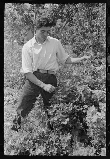Untitled photo, possibly related to: Spanish-American farmer and his nephew in the orchard, Chamisal, New Mexico