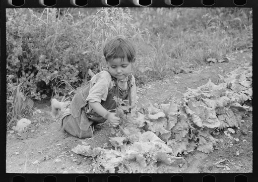Spanish-American boy weeding the garden, Chamisal, New Mexico