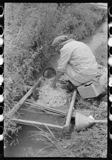 Spanish-American woman washing wool in irrigation ditch, Chamisal, New Mexico. Raw wool is used to stuff matresses