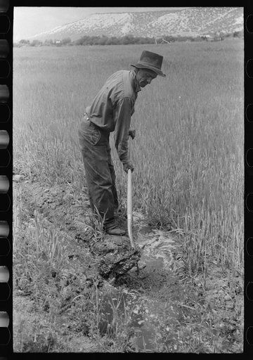 Spanish-American farmer irrigating his wheat field, Rodarte, New Mexico