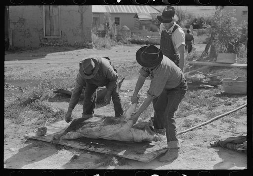 Spanish-American farmers turning over slaughtered hog to scrape hair off other side. Chamisal, New Mexico