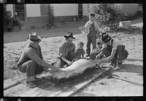 Untitled photo, possibly related to: Spanish-American farmers turning over slaughtered hog to scrape hair off other side. Chamisal, New Mexico