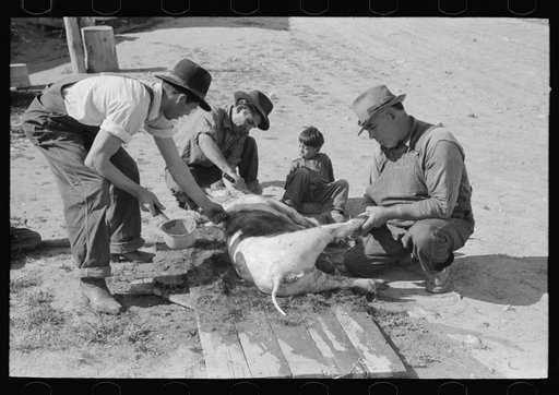 Untitled photo, possibly related to: Spanish-American farmer scraping hair from slaughtered hog. Chamisal, New Mexico
