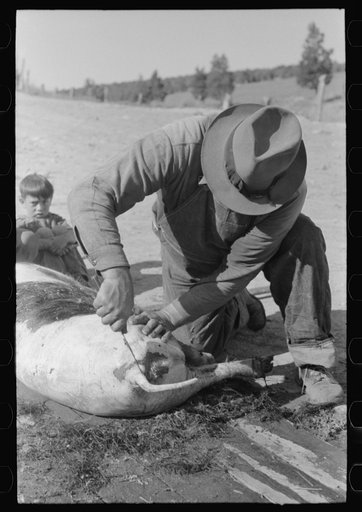 Spanish-American farmer scraping hair from slaughtered hog. Chamisal, New Mexico
