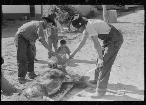 Untitled photo, possibly related to: Spanish-American farmers peeling off layer of fat from slaughtered hog. Chamisal, New Mexico