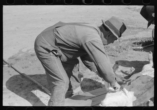 Untitled photo, possibly related to: Spanish-American farmers slaughtering a hog. Chamisal, New Mexico