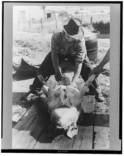 Spanish-American farmers slaughtering a hog. Chamisal, New Mexico