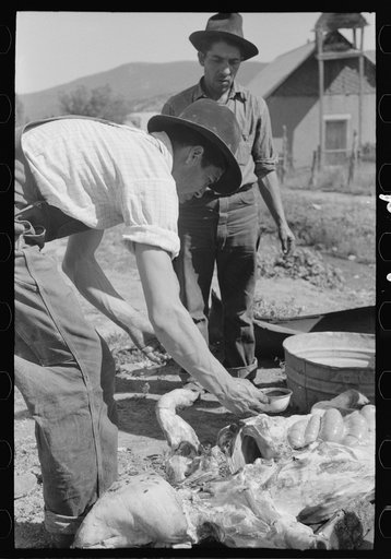 Spanish-American farmer dipping blood out of cavity in slaughtered hog. Chamisal, New Mexico