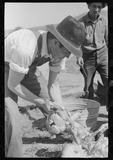 Removing liver from slaughtered hog. Chamisal, New Mexico