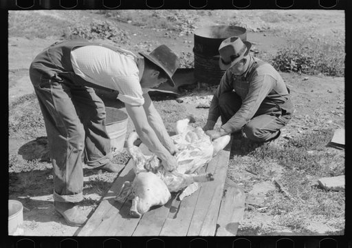 Spanish-American farmers cutting up slaughtered hog. Chamisal, New Mexico