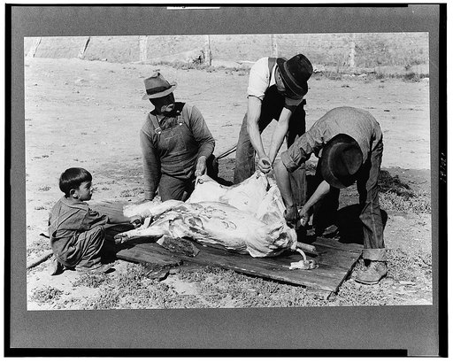 Skinning slaughtered hog. Chamisal, New Mexico